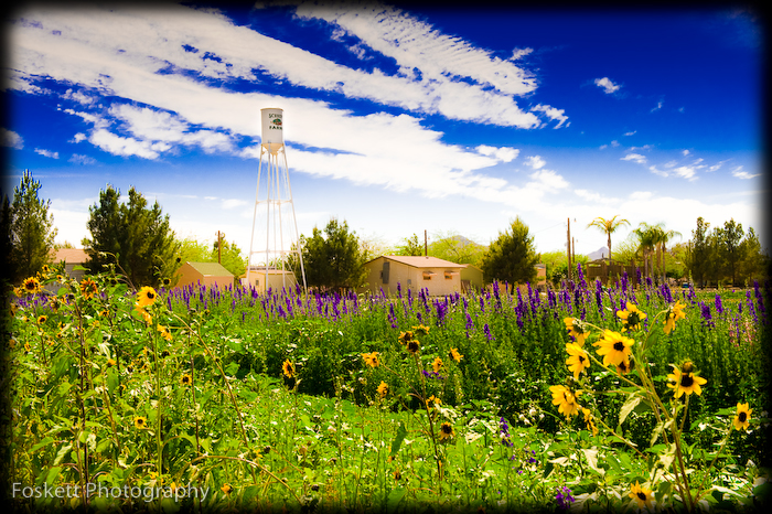 Schnepf Farms